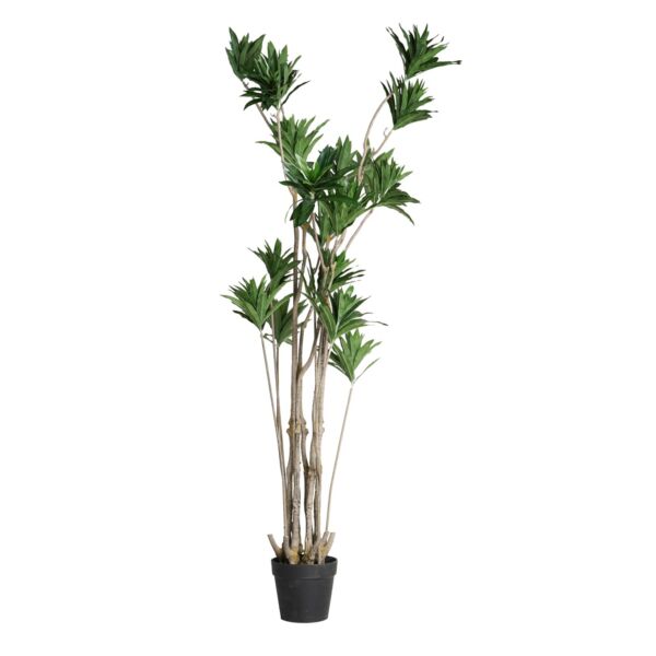baytonia_main product photo