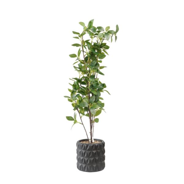 baytonia_main product photo