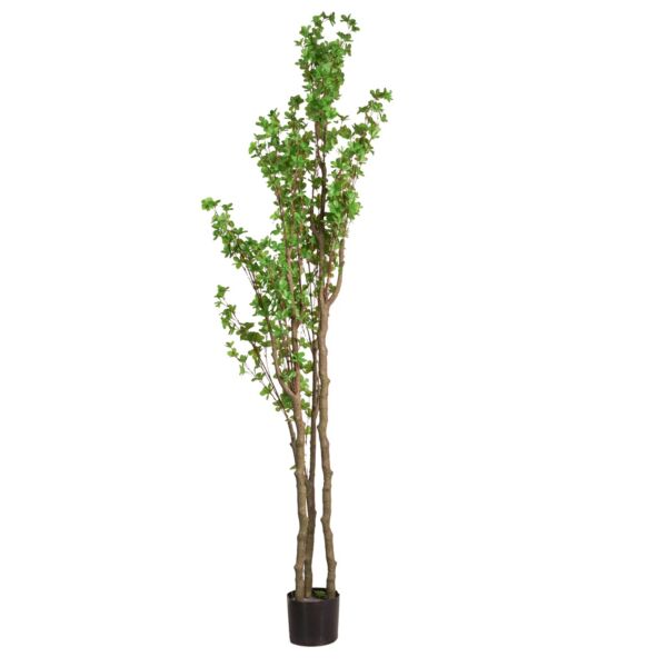 baytonia_main product photo