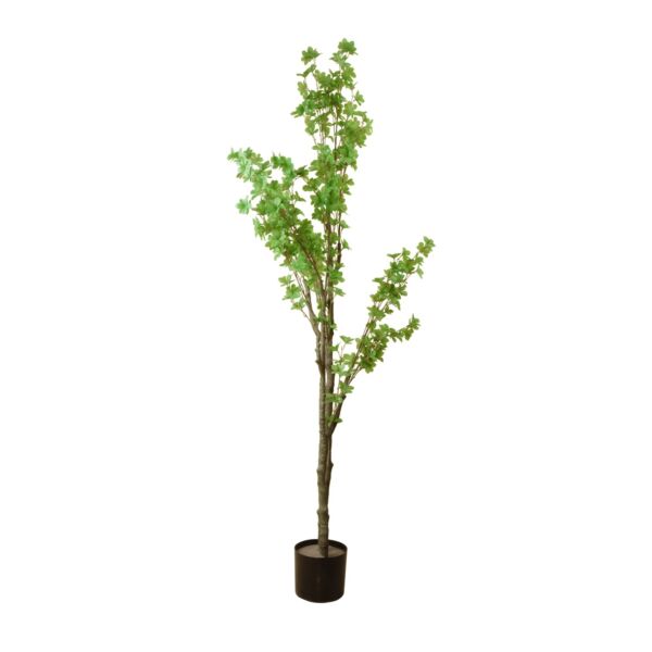 baytonia_main product photo