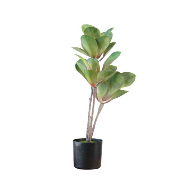 baytonia_main product photo