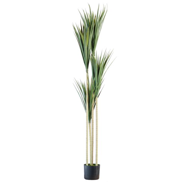 baytonia_main product photo