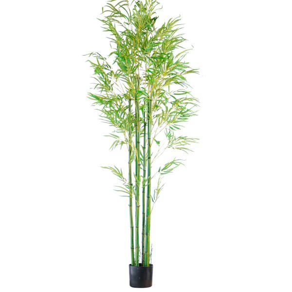 baytonia_main product photo