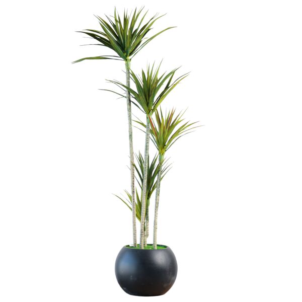 baytonia_main product photo