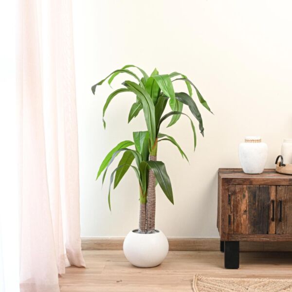 baytonia_main product photo