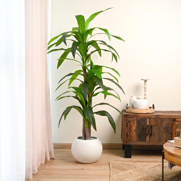 baytonia_main product photo