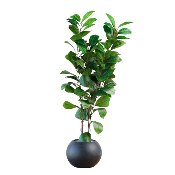 baytonia_main product photo