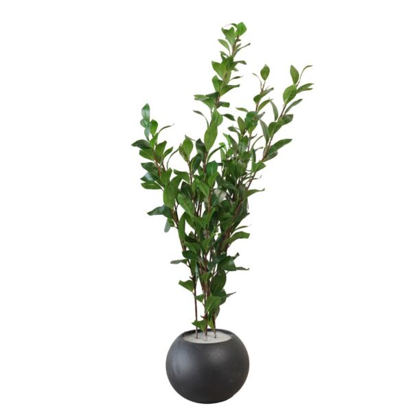 baytonia_main product photo
