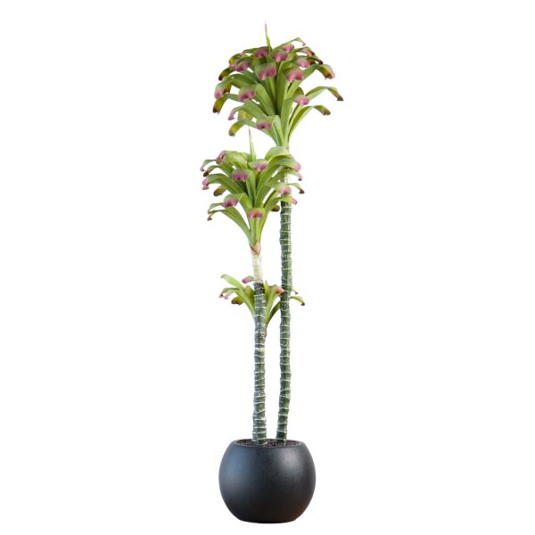 baytonia_main product photo