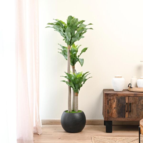 baytonia_main product photo