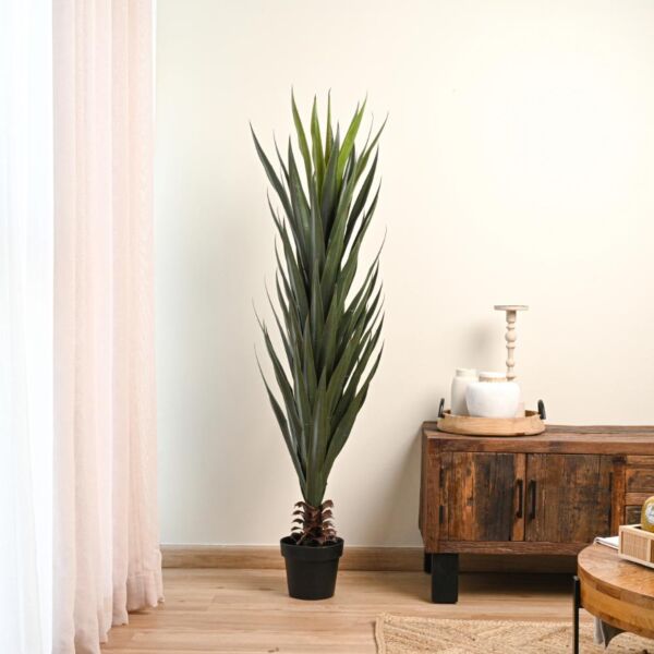 baytonia_main product photo