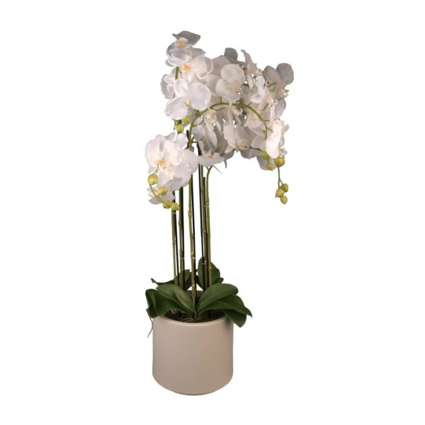 baytonia_main product photo