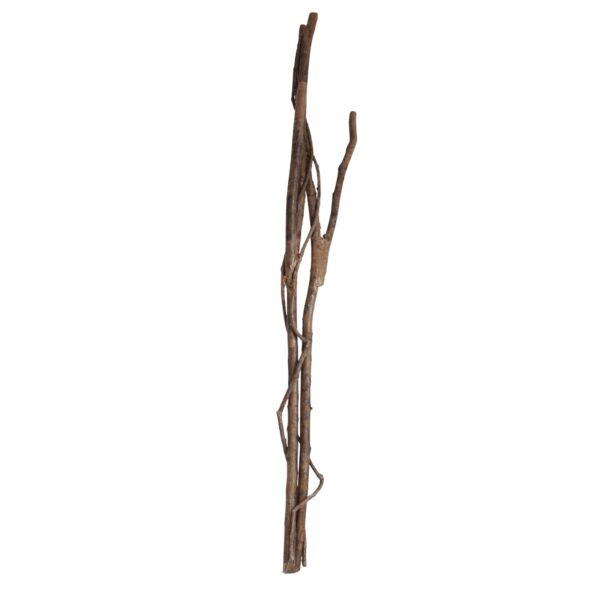 baytonia_main product photo