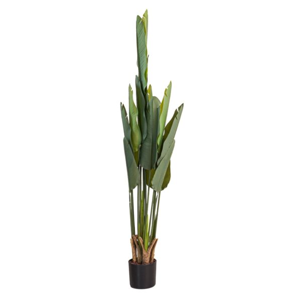 baytonia_main product photo