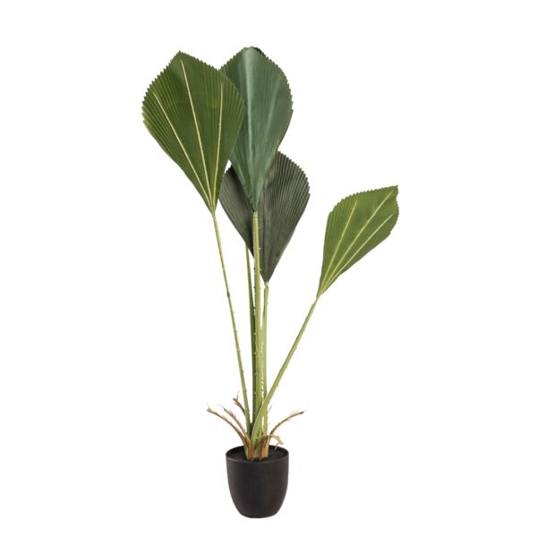 baytonia_main product photo