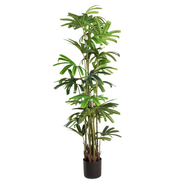baytonia_main product photo