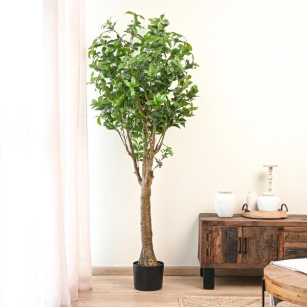baytonia_main product photo