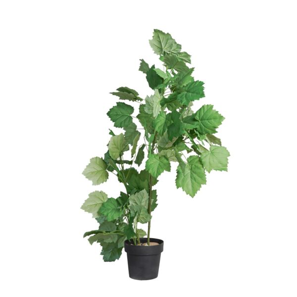 baytonia_main product photo