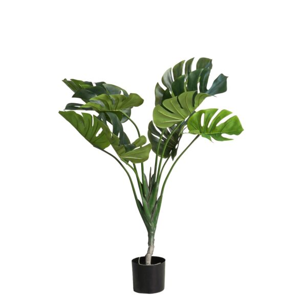 baytonia_main product photo