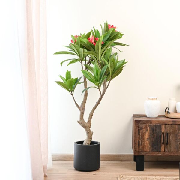 baytonia_main product photo