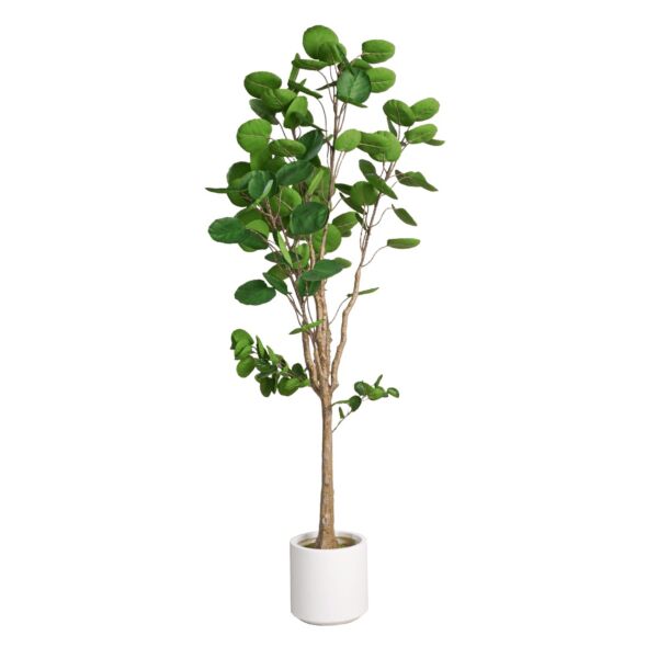 baytonia_main product photo