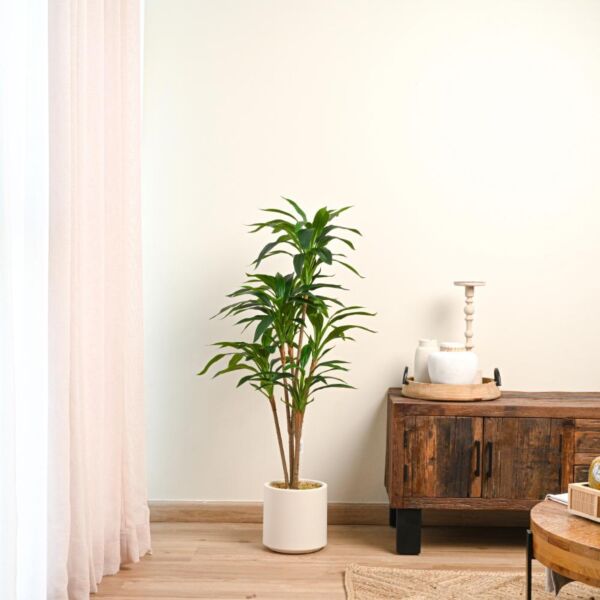 baytonia_main product photo
