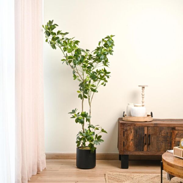 baytonia_main product photo