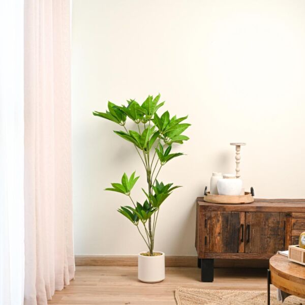 baytonia_main product photo