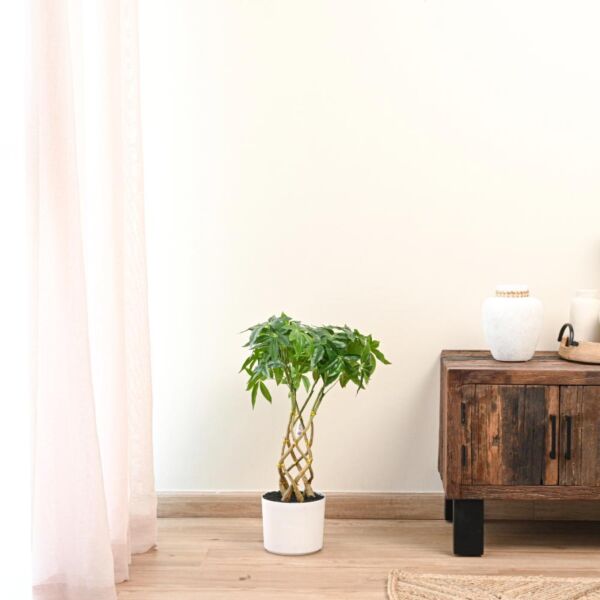 baytonia_main product photo