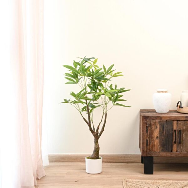baytonia_main product photo