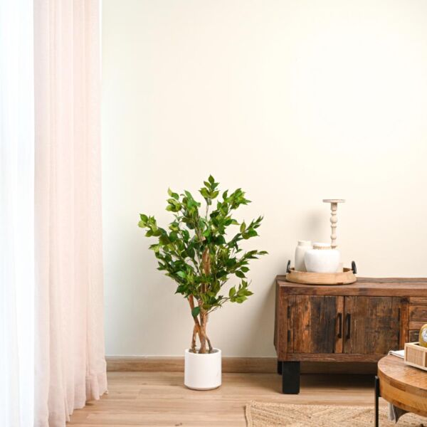 baytonia_main product photo