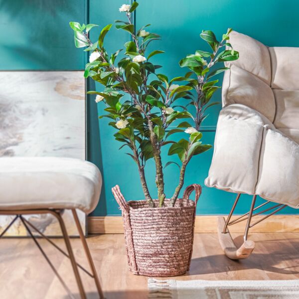 baytonia_main product photo
