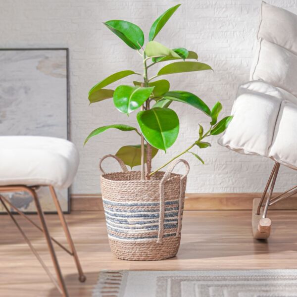 baytonia_main product photo