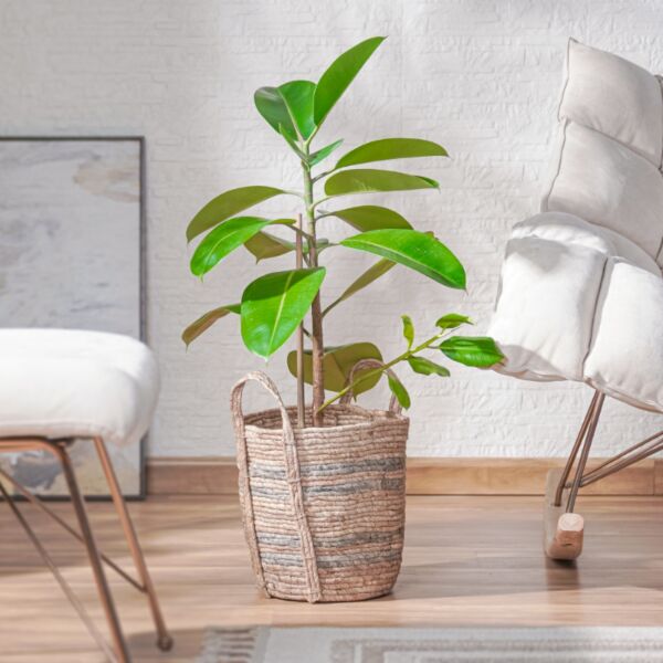 baytonia_main product photo