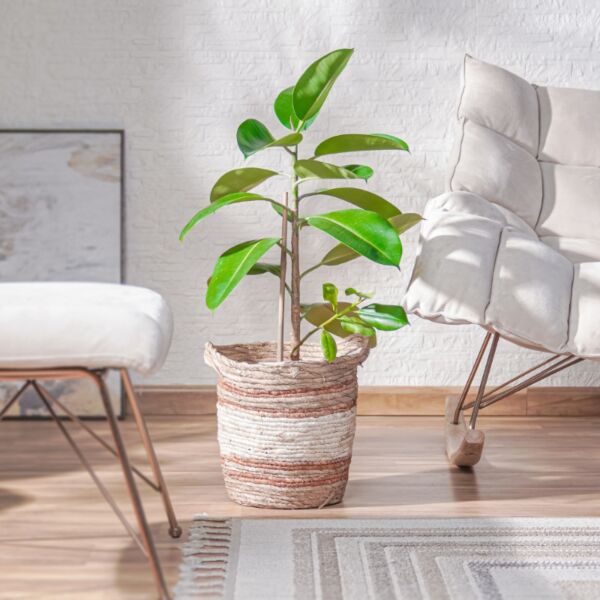 baytonia_main product photo