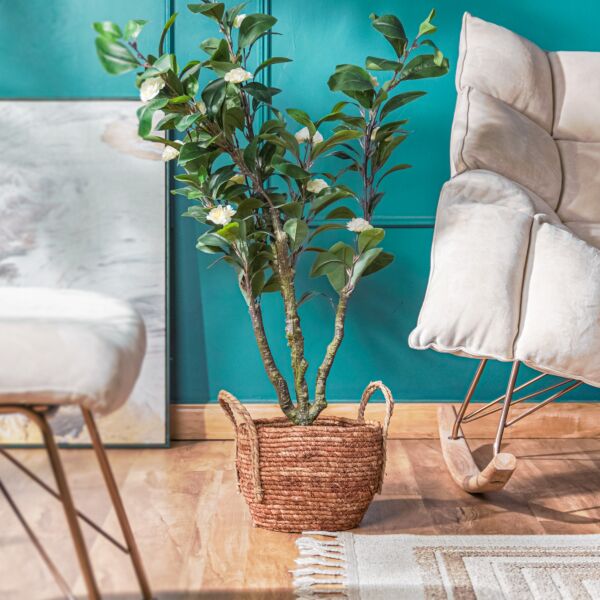 baytonia_main product photo