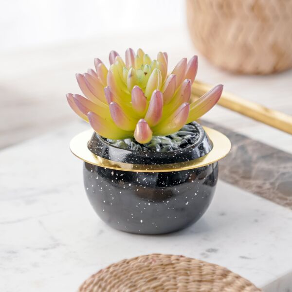 baytonia_main product photo