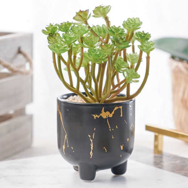 baytonia_main product photo