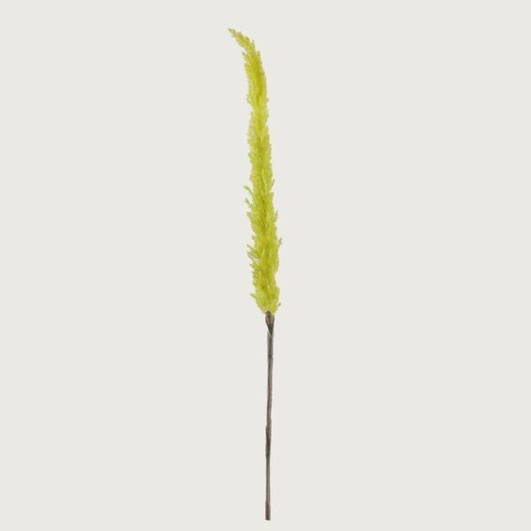 baytonia_main product photo