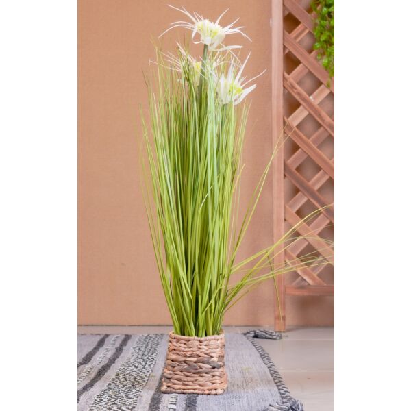 baytonia_main product photo