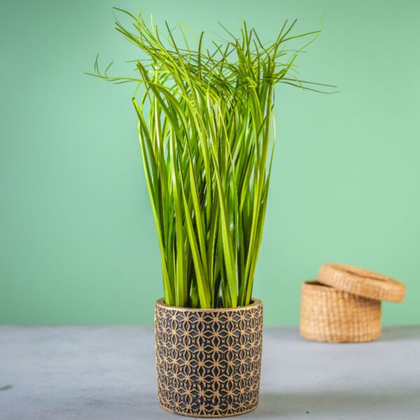 baytonia_main product photo