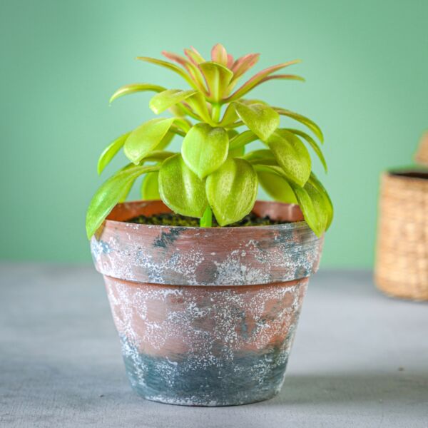 baytonia_main product photo