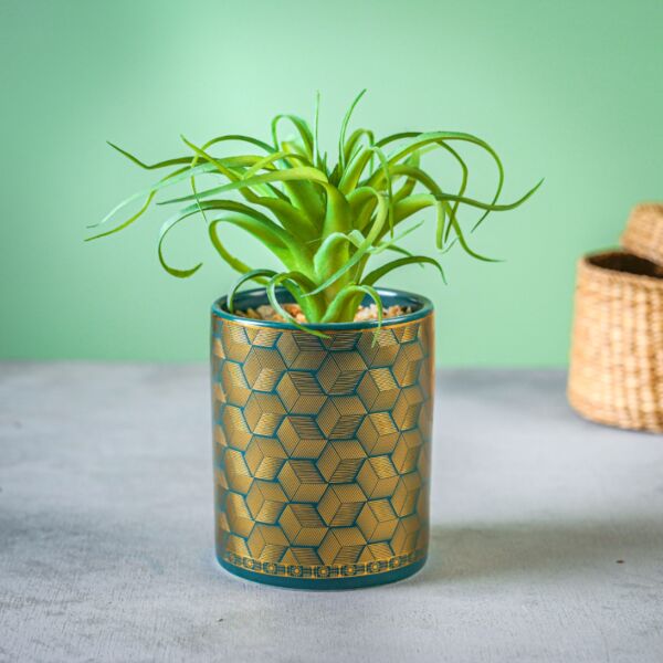 baytonia_main product photo