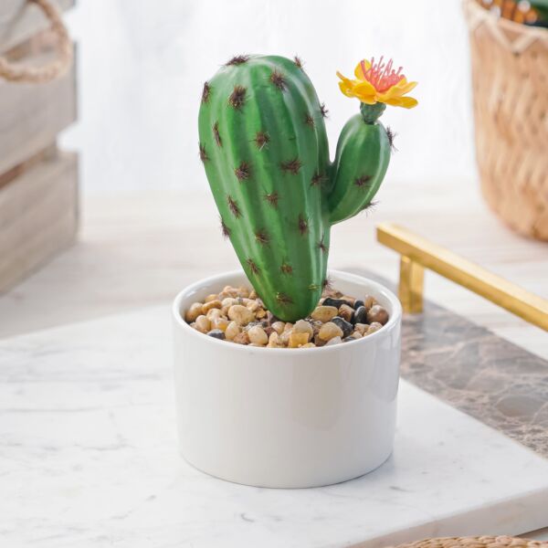 baytonia_main product photo