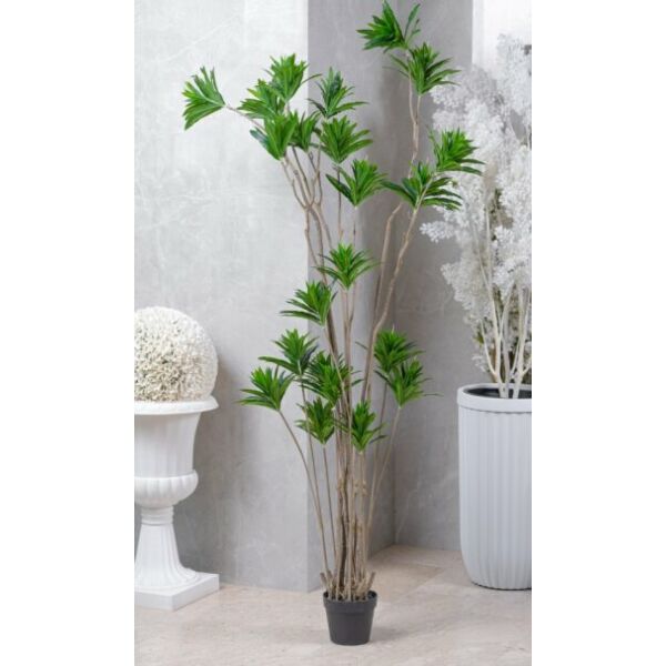 baytonia_main product photo