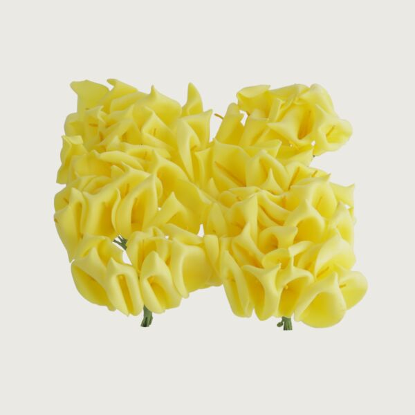 baytonia_main product photo