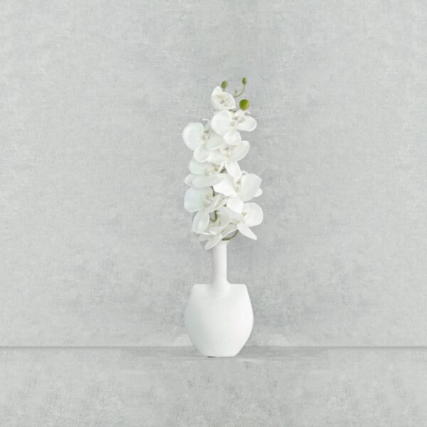 baytonia_main product photo