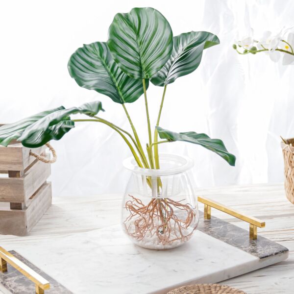 baytonia_main product photo