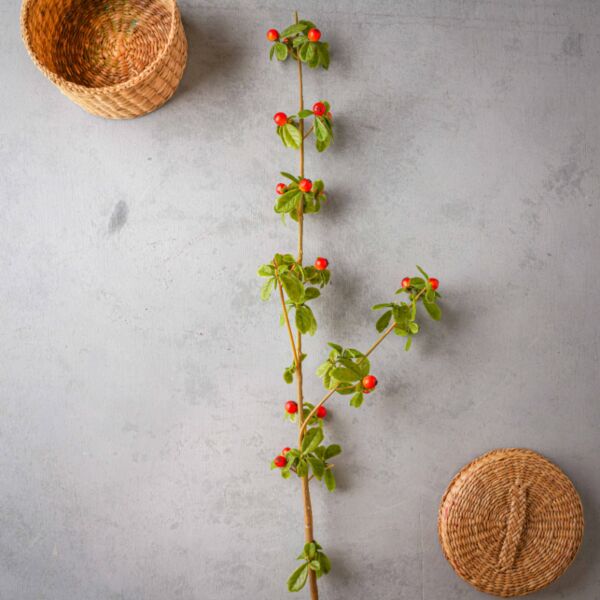 baytonia_main product photo
