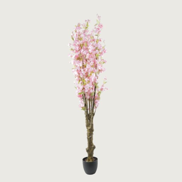 baytonia_main product photo
